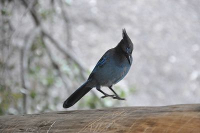 Close-up of bird perching outdoors