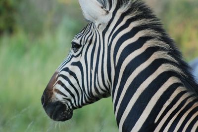 Close up of a zebras
