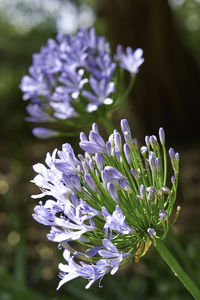 Close-up of purple flowering plant