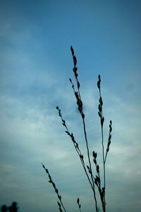 Low angle view of trees against sky