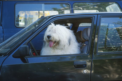 Dog sitting in car