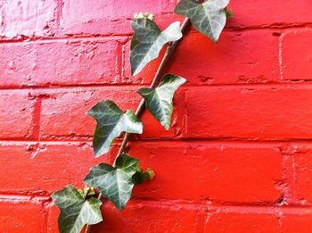 Full frame shot of ivy on wall