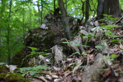 Close-up of tree trunk in forest