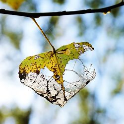 Close-up of butterfly on leaves