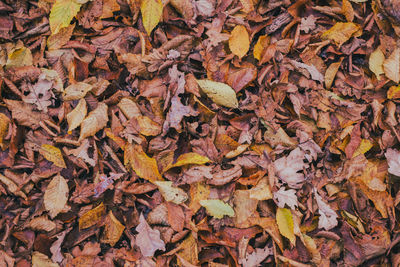 Full frame shot of autumn leaves