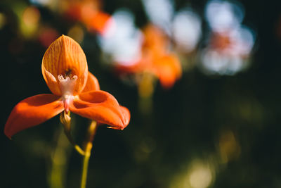 Close-up of tulips