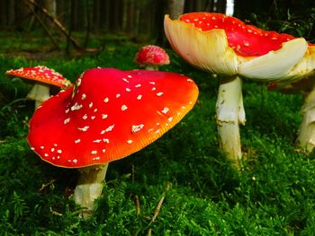 Close-up of fly agaric mushroom on field