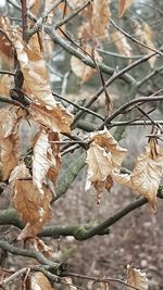 Close-up of tree branch