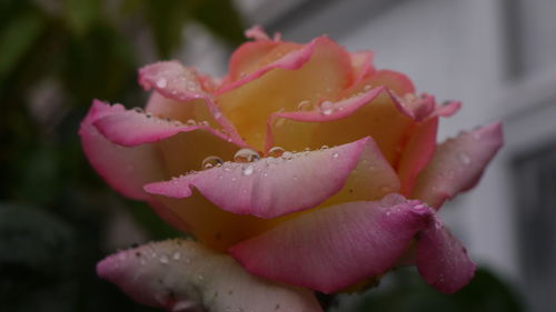 Close-up of pink flowers