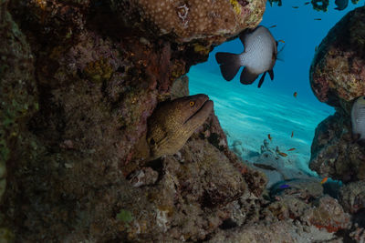 Moray eel mooray lycodontis undulatus in the red sea, eilat israel