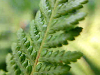 Close-up of fresh green leaves