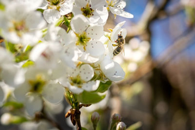 Close-up of bee on white flower