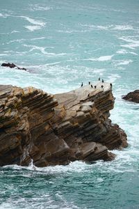 Aerial view of birds perching on rock by seascape