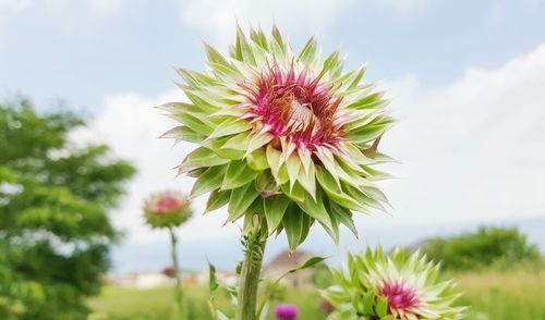 Close-up of pink flowers blooming in park