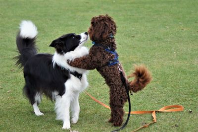 Two dogs on field