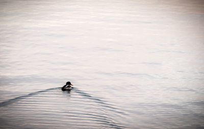 High angle view of swan swimming on lake