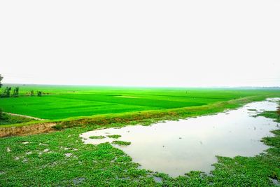 Scenic view of grassy field