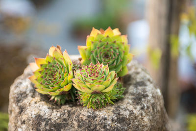 Close-up of succulent plant growing on rock
