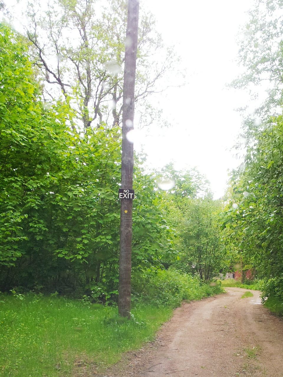 tree, green color, growth, the way forward, tranquility, footpath, nature, grass, tranquil scene, plant, green, lush foliage, clear sky, branch, beauty in nature, day, park - man made space, tree trunk, pathway, outdoors