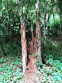 Trees in forest