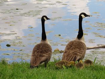 Ducks in lake