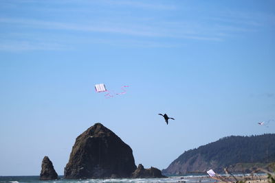 Bird and kite flying over sea against clear blue sky