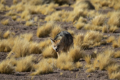 Desert foxes in the plains of the chilean highlands