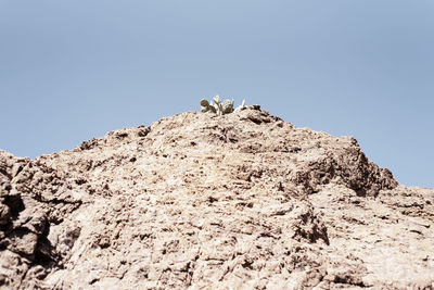 Low angle view of lizard on rock against clear sky