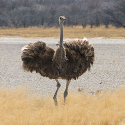 Ostrich standing on golden grass