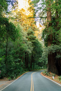 Empty road amidst trees