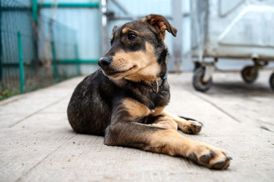 Close-up of dog lying on floor