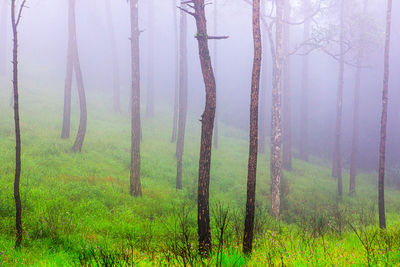 Trees in forest
