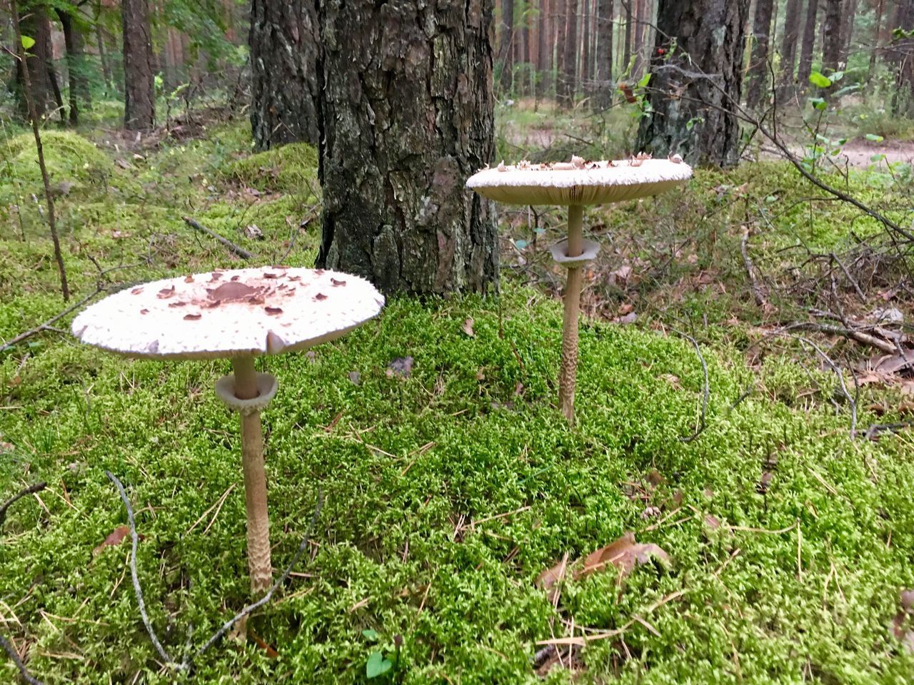 CLOSE-UP OF MUSHROOM GROWING ON TREE TRUNK