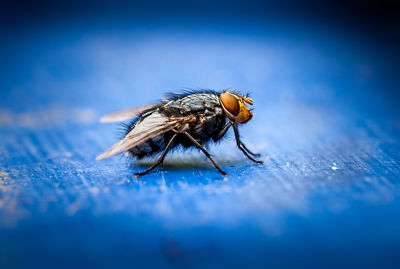 Close-up of insect on blue surface