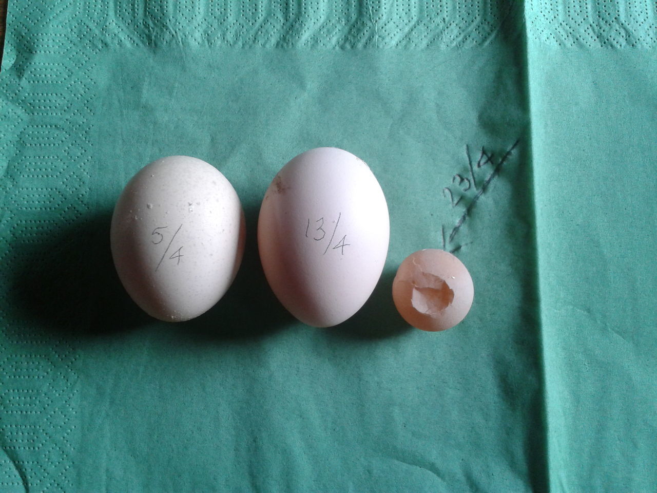 indoors, close-up, still life, food and drink, home interior, table, childhood, food, healthy eating, egg, fabric, textile, blue, high angle view, holding, person, freshness