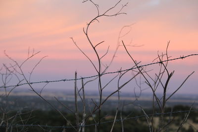 Bare trees against sky at sunset
