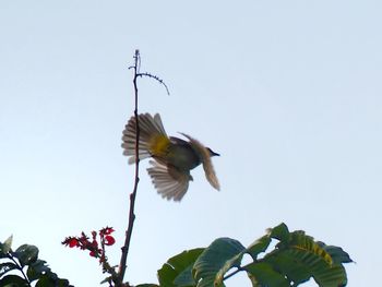 Low angle view of bird flying against clear sky