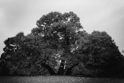 Trees against sky