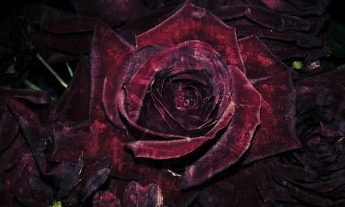 Close-up of red flower