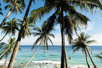 Palm trees on beach against sky