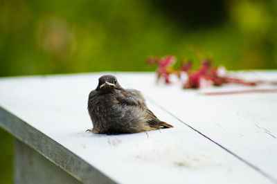 Close-up of bird perching on wooden roof