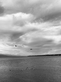 Seagulls flying over sea