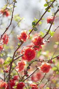 Orange blossoms on tree in the sunlight