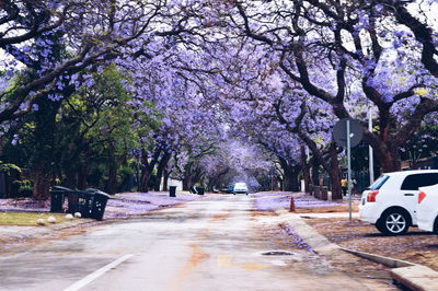 Road amidst trees against sky