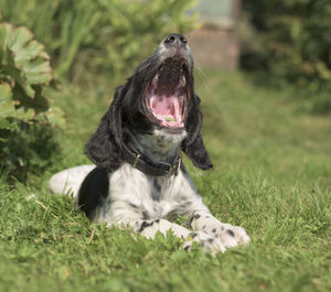 Close-up of dog yawning