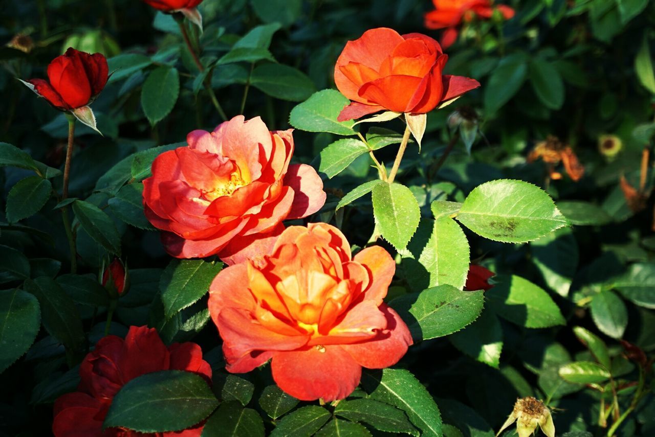 CLOSE-UP OF ORANGE FLOWERS IN PARK