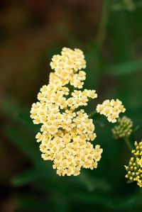 Close-up of yellow flowering plant