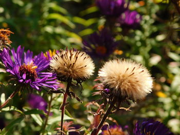 Close-up of purple thistle flowers