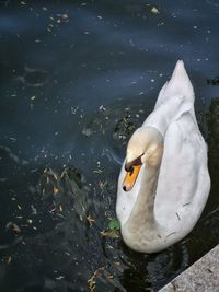 High angle view of swan floating on lake