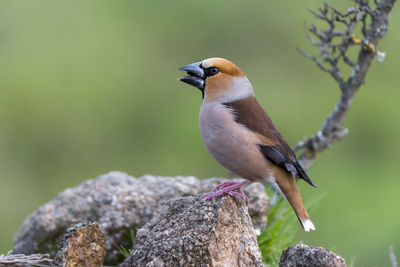 Close-up of bird perching on rock